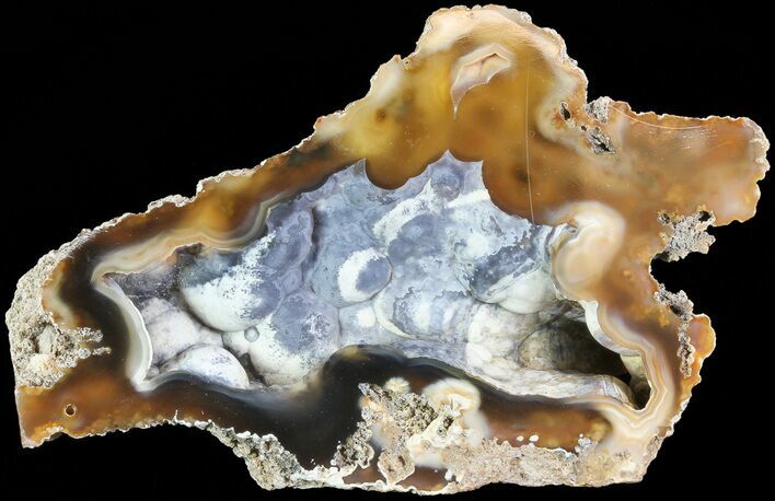 Unique, Agatized Fossil Coral Geode - Florida #72304